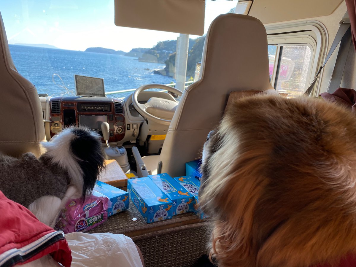 jp_bary's tweet photo. 今年数えでバリーⅡ狆１３歳
バリーⅢセントバーナード５歳
お祝いの温泉 https://t.co/27lC4GiX6G