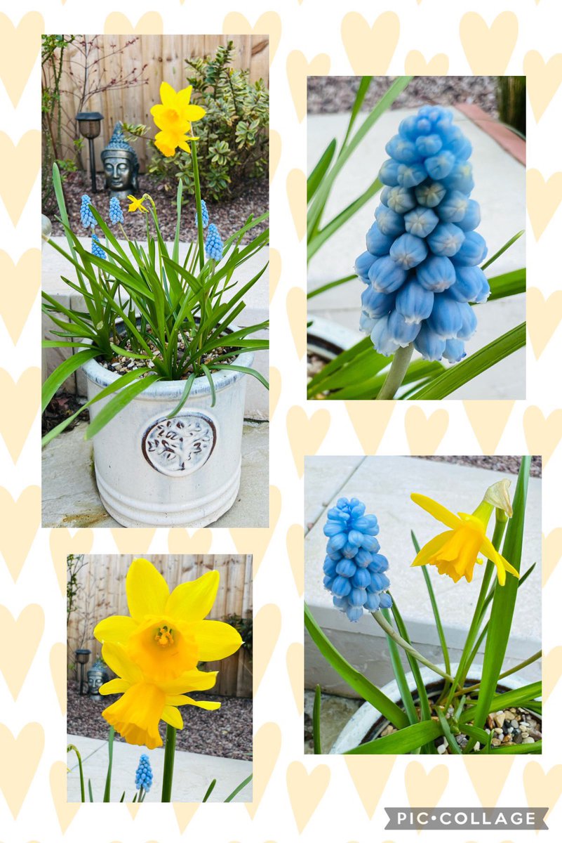 SamBobHaydon's tweet photo. “Celebrate endings - for they precede new beginnings.” Jonathan Lockwood. 🙏🫶
#DailyPositivity & #sunny #yellow pics to brighten the January days plus some pretty #blue for #notbluemonday 🙏💛💙 https://t.co/VmjX7fW0QO