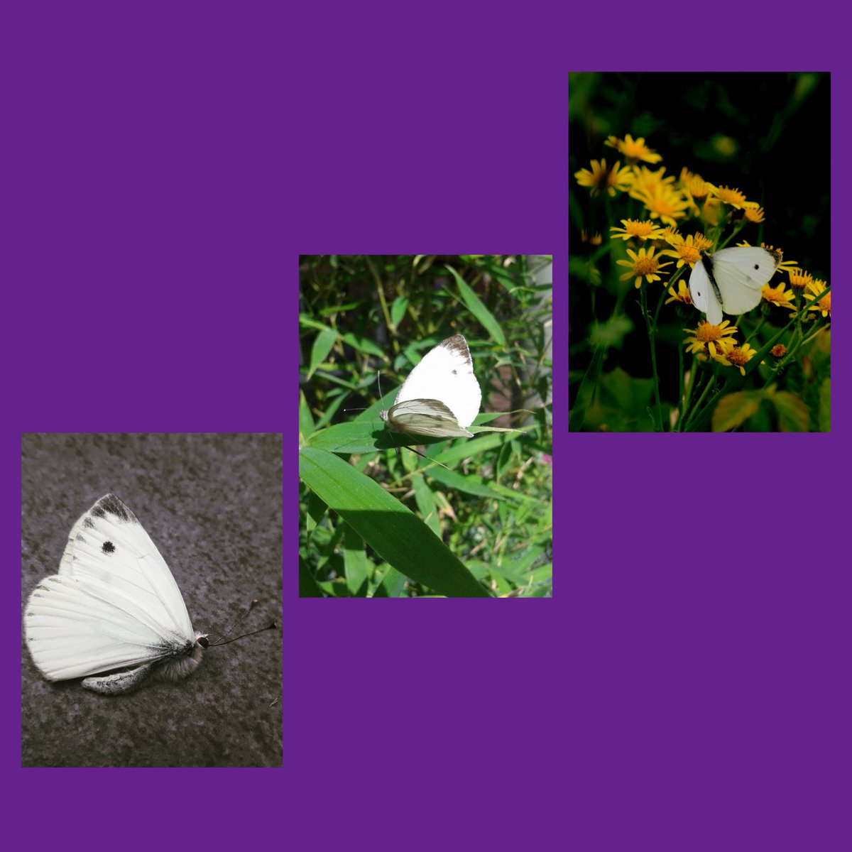28MaaikeVogel09's tweet photo. #goedemorgen 
Vandaag op dag 16 van de #vlindermaand kan ik weer mee doen met de vlinders #Groot_Koolwitje en #Klein_Koolwitje initiatief van @ErikDePay 
Vind bij mijn foto's wel lastig te zien of ik alleen de grote of alleen de kleine of allebei de #koolwitjes heb gefotografeerd https://t.co/hl1LhuCE9G