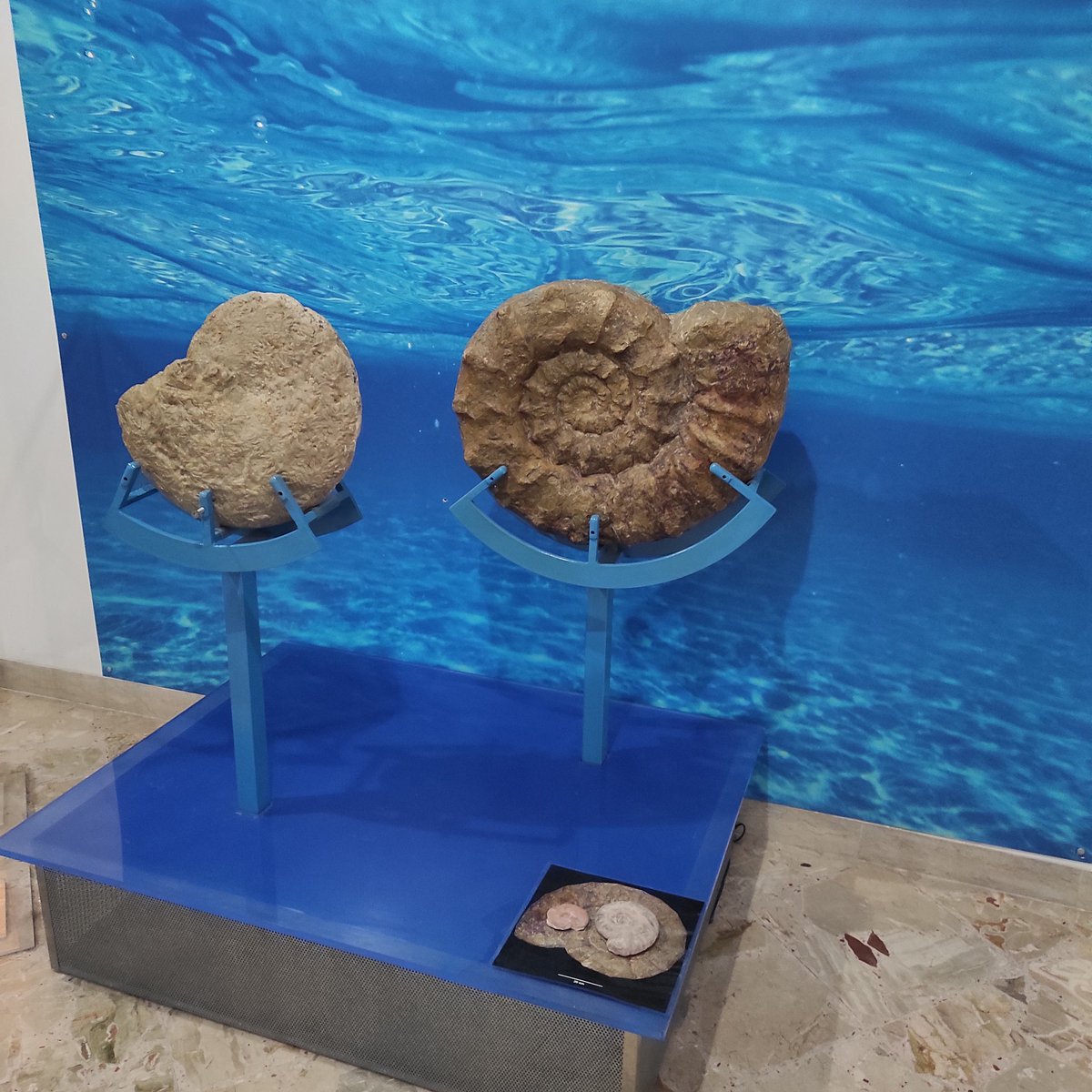MarcoMeschis's tweet photo. Winter school linked to the @the_LEMON_wg has started by @nicparrino presenting first talk by HoD of Geological Dept of @unipait at the @MuseoGemmellaro in #Palermo.
#LemonWS23 https://t.co/yiqP0Sc5q7