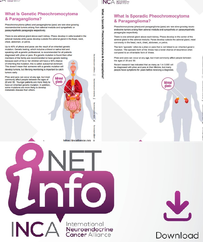 netcancerday's tweet photo. #Pheos develop in the adrenal medulla cells, #paras develop outside the adrenal gland in the head, neck, chest, abdomen, or pelvis. Now #NETInfo on genetic and sporadic pheo&para are available in 10 languages: https://t.co/u2sKCj98CA #LetsTalkAboutNETs #MedTwitter #EndoTwitter https://t.co/ZuaJeGNTrj