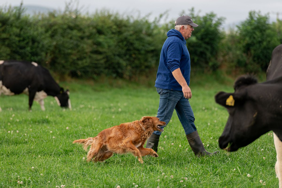 KerrygoldIRL's tweet photo. Kerrygold farmers are dedicated to nurturing their land and cows to provide only the highest quality milk for our Kerrygold products - Toohey Family Farm, Offaly https://t.co/zS0M57UV2E
