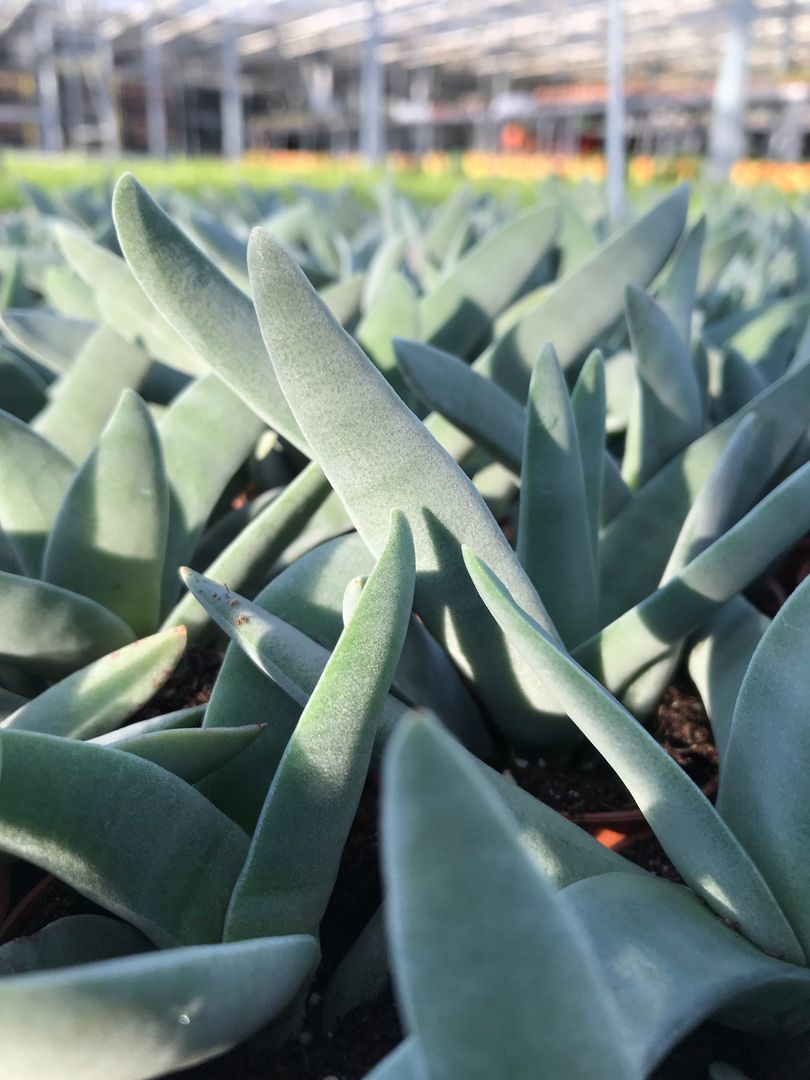 👀 𝗜𝗳 𝘆𝗼𝘂 𝗹𝗼𝗼𝗸 𝗰𝗹𝗼𝘀𝗲 𝗲𝗻𝗼𝘂𝗴𝗵, 𝘁𝗵𝗲𝗿𝗲’𝘀 𝗯𝗲𝗮𝘂𝘁𝘆 𝗶𝗻 𝗲𝘃𝗲𝗿𝘆𝘁𝗵𝗶𝗻𝗴.. 🌱