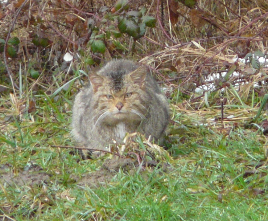 Guardas_na's tweet photo. Orain #Basakatu mendian ikusteko garaia da. Gorputz haundia , eraztun beltzak ondo markatutak. Arrataioak ,untziak edo ta beste animali txikietatik elikatzen da. Joan den urtean,18 basakatu errepidean hildak aurkitu ziren arrisku handienetako bat errepedia da. https://t.co/MuaZNTGFWk