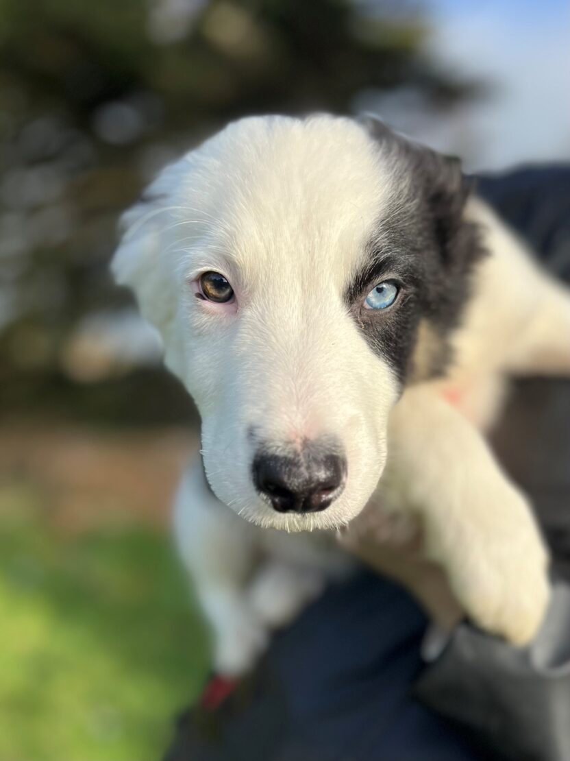West Cork Animal Welfare Group Ltd. tweet media