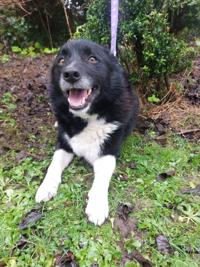 West Cork Animal Welfare Group Ltd. tweet media