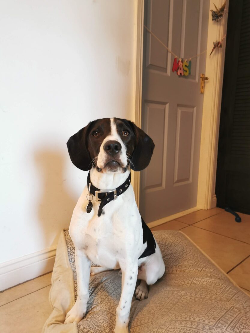 West Cork Animal Welfare Group Ltd. tweet media