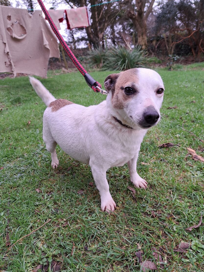 West Cork Animal Welfare Group Ltd. tweet media