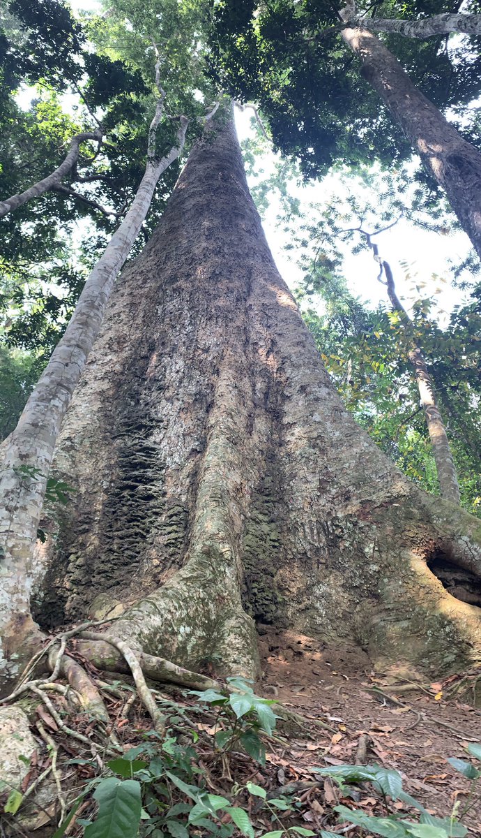ChrisDennysUK's tweet photo. #Ebogo - 😲🙂🌳 #biodiversite #biodiversity https://t.co/T3KM8xz68c
