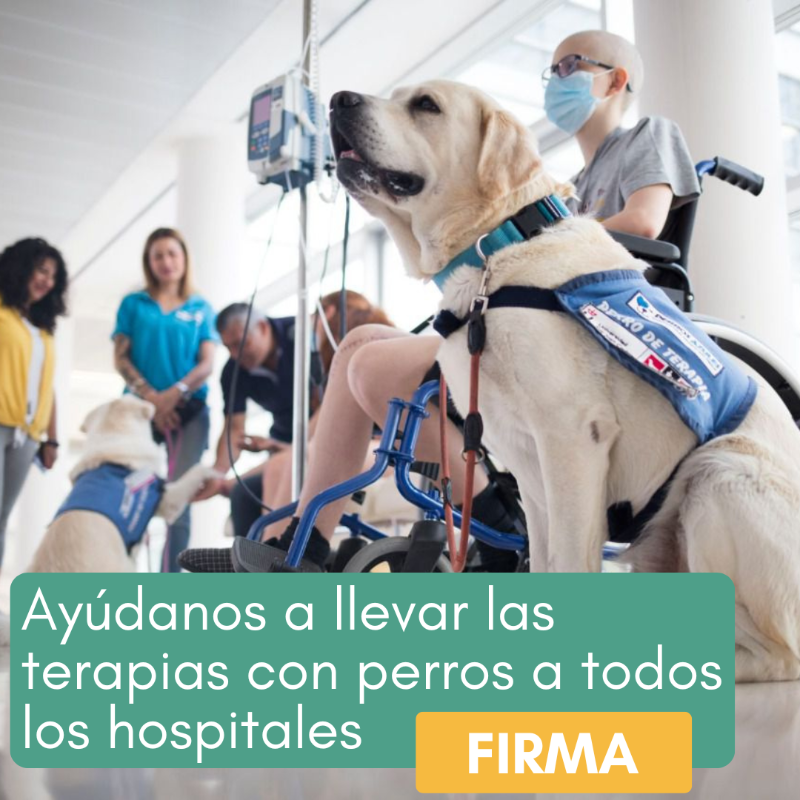 FundAladina's tweet photo. 😃 Mejora la autoestima, la confianza y la socialización
🏃🏻‍♂️ Ayuda a la estimulación física y el movimiento
😌 Reduce la ansiedad y el estrés

Estos son algunos de los beneficios de la canoterapia y queremos que todos los niños con cáncer puedan acceder a ellas.