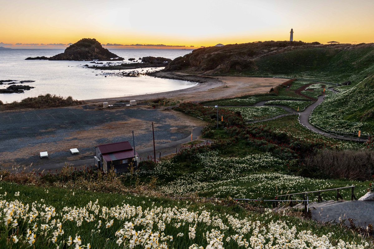JapaTabi_com's tweet photo. - 水仙まつり / Narcissus Festival -
静岡県下田市の須崎半島にある景勝地「#爪木崎」は、見渡す限りの野水仙の群生地が広がっています。
4日前の夜明け前に撮影したもので、300万本もの水仙が甘くさわやかな香りが漂います。
*アクセス
#伊豆マリオットホテル修善寺 から車で80分
#japatabi https://t.co/ppeaqA022c