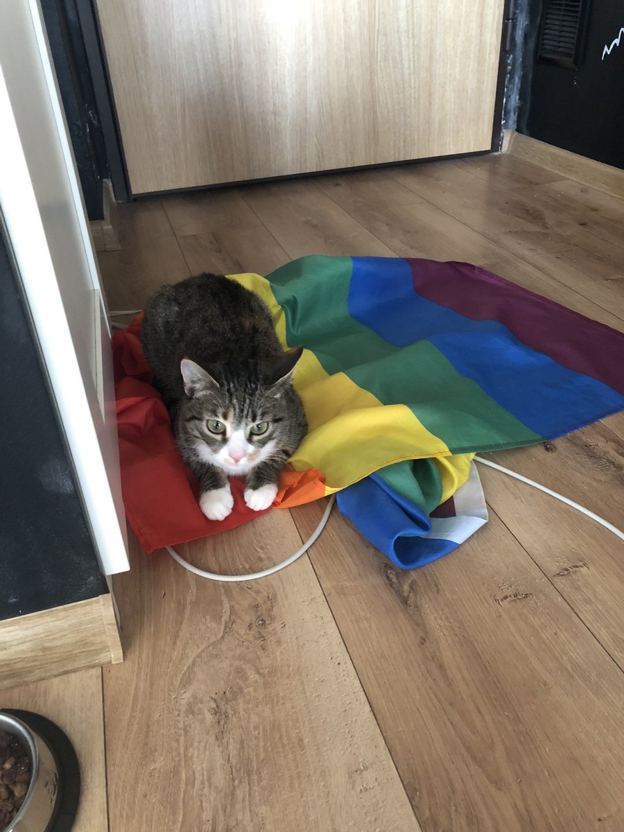 Emilia🏳️⚧️ on Twitter "homophobic cat😳"