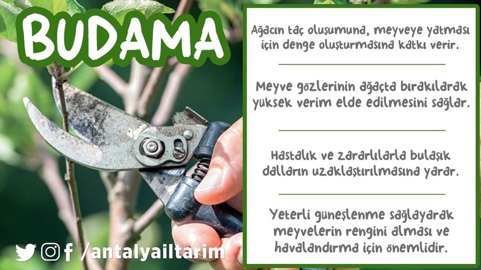 antalyailtarim's tweet photo. #Budama meyve ağaçlarından sağlıklı bir şekilde uzun yıllar #verim alınmasını sağlar. Ayrıntılı bilgi İl Müdürlüğü olarak hazırladığımız 
eğitim videosunda👇
https://t.co/R1GxXrDdyz

#GelecekTarımda
#TarımAntalyada

@VahitKirisci 
@ersinyazici1 
@gokhankaraca_ https://t.co/ZXlAtufAGx