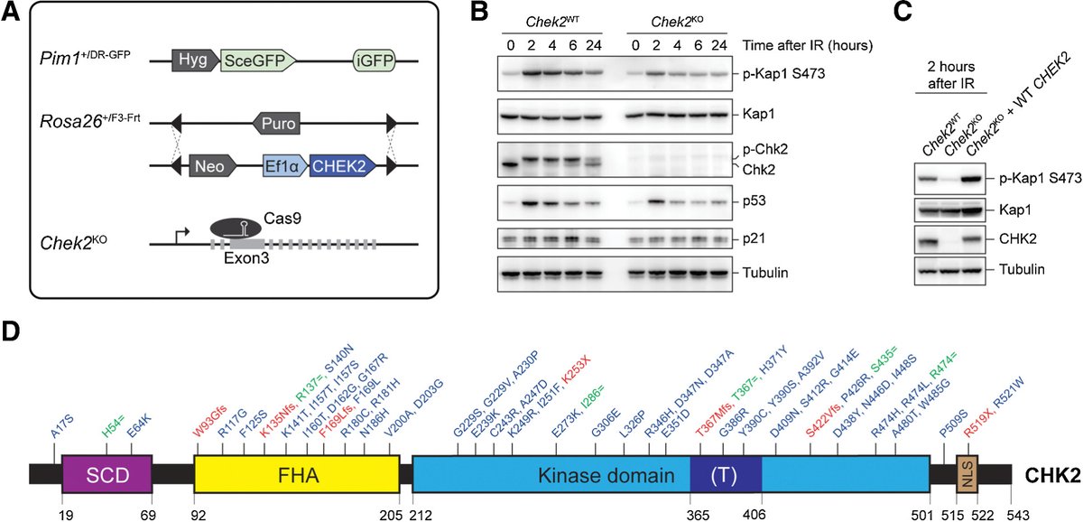 We have a KWF-funded postdoc position available to determine the functional impact and associated cancer risk of all missense variants in CHEK2 using newly developed high-throughput assays. 

More info & application form:
lumc.nl/en/over-het-lu…

See also:
vanattikumlab.org