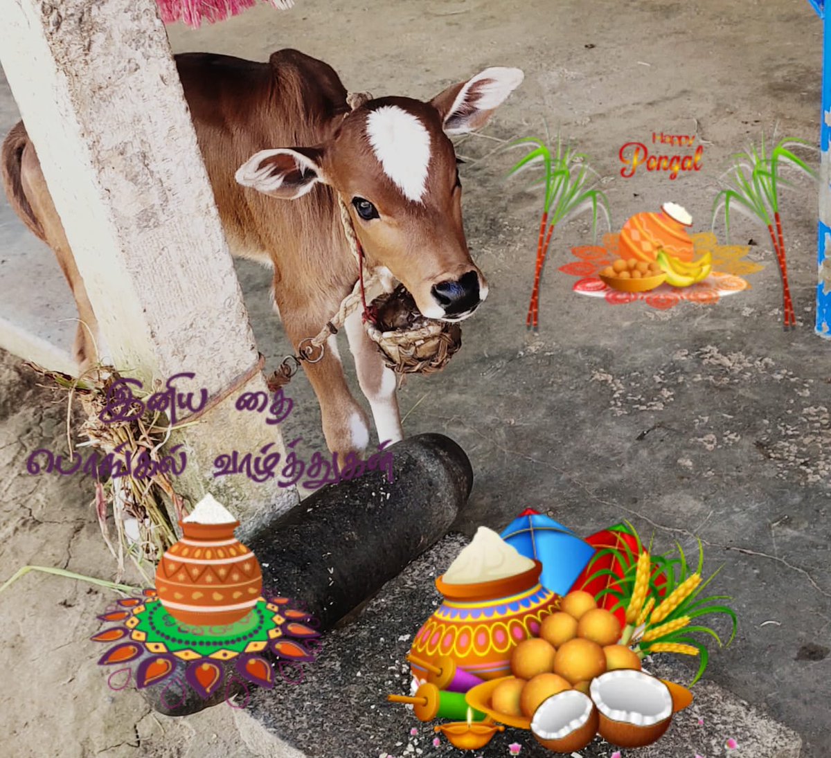#HappyPongal2023