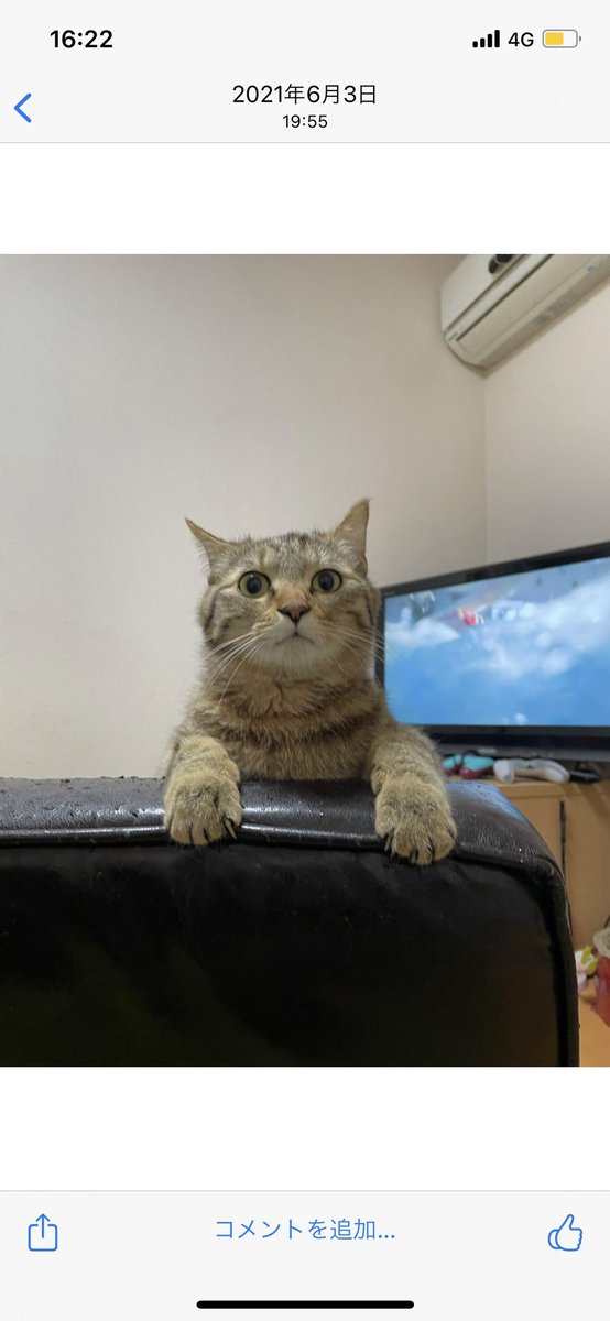 hina_to_koge's tweet photo. 2022年9月16日〜キジトラの愛猫《こかげ》を探しています。あっという間に1月も半月過ぎ、今日で4ヶ月経ってしまいました。また会えると信じています。どうかご協力お願いいたします。#迷子猫 #迷い猫 #東京都日野市 #日野市 #猫好きさんと繋がりたい #拡散希望 https://t.co/e1rBjzy5jO