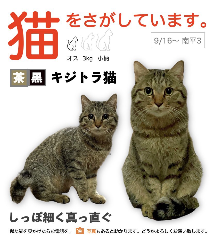 hina_to_koge's tweet photo. 2022年9月16日〜キジトラの愛猫《こかげ》を探しています。あっという間に1月も半月過ぎ、今日で4ヶ月経ってしまいました。また会えると信じています。どうかご協力お願いいたします。#迷子猫 #迷い猫 #東京都日野市 #日野市 #猫好きさんと繋がりたい #拡散希望 https://t.co/e1rBjzy5jO