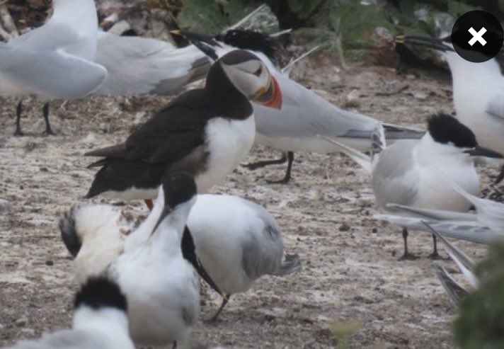 @MarcGuyt @urbanbirder @KNNVUitgeverij @lynxedicions @dutchbirding @GobinSam @dwaalgast @BartWessels @WILDGuidesBooks @PrincetonNature @PrincetonUPress @vogelnieuws @RoydeHaas1 ~ Dare to be different ~ @SteelySeabirder