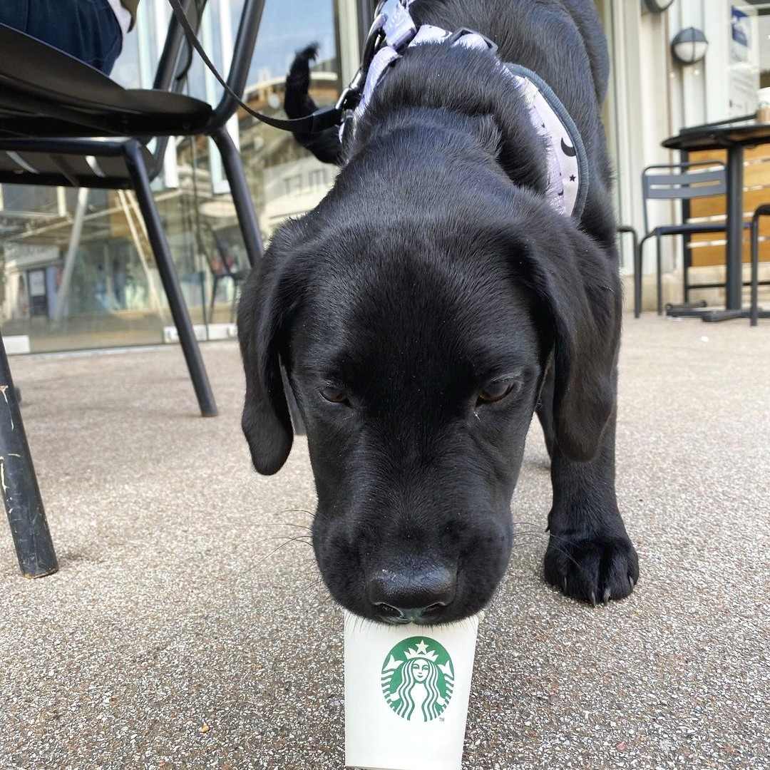 If you’re feeling glum this #BlueMonday, let these furry faces at their favourite outlet centre help bring a smile to your face. 🥰🐶

📸 [IG: (1) zak.hroe, yorkshiredogtrainingcompany; (2) roo_cockerpoo; (3) bonnietheblackgsd; (4) jaggersdiary]