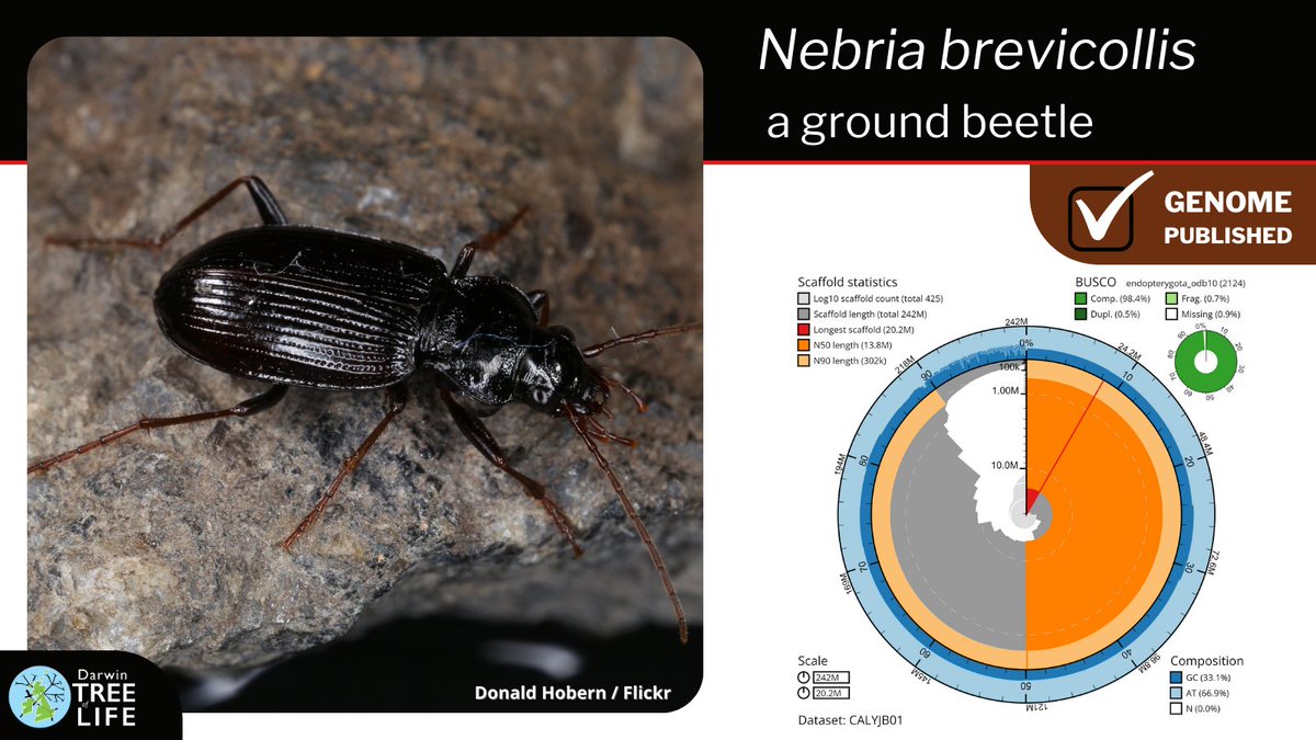 Our latest #DarwinTreeOfLife #GenomeNote: Nebria brevicollis, a ground beetle 🪲 Thanks to @Liam_M_Crowley @GenomeWytham @OxfordBiology @thiswordistaken @NHM_Science @SangerToL & all who helped with this #genome🧬 📑 Read how we did it @WellcomeOpenRes: wellcomeopenresearch.org/articles/8-20