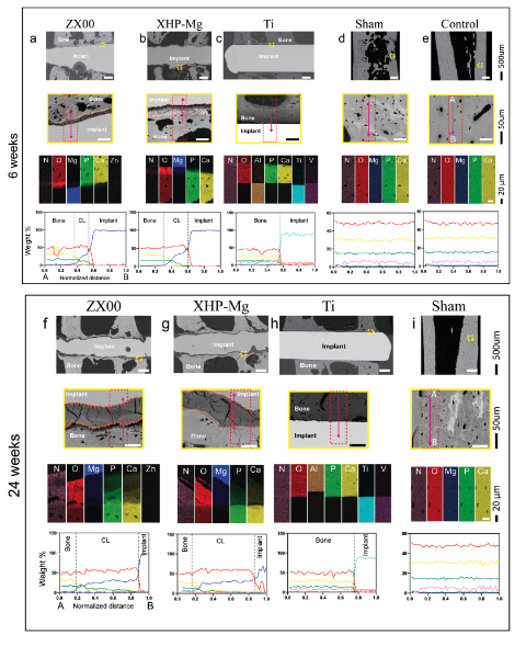 Freshly cooperative research with <a href="/BegumOkutan/">Begüm Okutan</a> out: "The combined effect of zinc and calcium on the biodegradation of ultrahigh-purity magnesium implants" <a href="/ElsevierConnect/">Elsevier</a> Massive congrats to our <a href="/difam8/">Diana Martínez</a> Dr. T. Plocinski and Prof W. Swieszkowski
doi.org/10.1016/j.bioa…