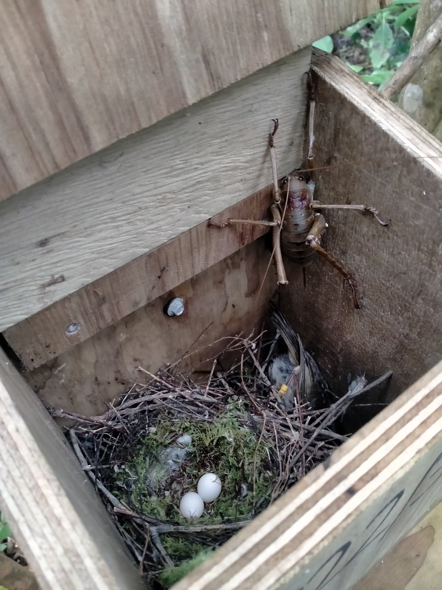 Smol_NZ_Birdie's tweet photo. Sometimes you can have quite the surprise when monitoring the hihi.

This female (both hihi and Wētāpunga) weren't quite ready to leave the eggs unattended while I peeked inside.

#hihi #stitchbird #NZbirds #nzbird #conservation #nzconservation #conservationmonitoring #nzwildlife https://t.co/2pykIt5m0o