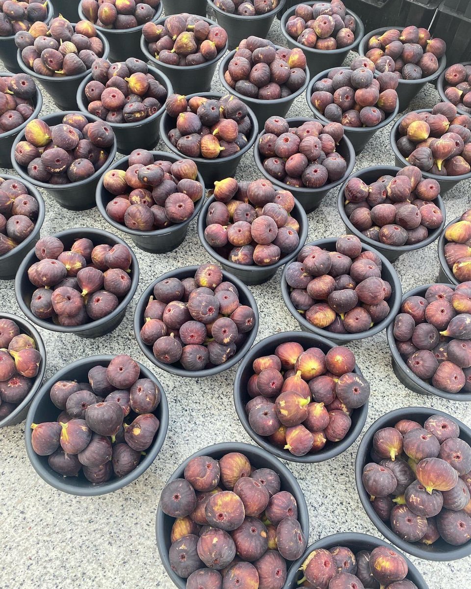 munajir31's tweet photo. Fresh figs! Figs season here..
what shell I do with those beautiful   
Figs? .
.
.
.

figs? #freshfigs #تين #رياض#آدم شهاب https://t.co/fJuagOtxYJ