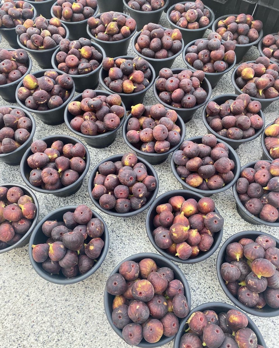 munajir31's tweet photo. Fresh figs! Figs season here..
what shell I do with those beautiful   
Figs? .
.
.
.

figs? #freshfigs #تين #رياض#آدم شهاب https://t.co/fJuagOtxYJ