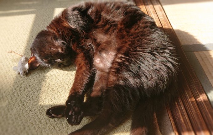 天気の良かった日☀️
大好きな縁側でネズミとひなたぼっこする黒猫1号 