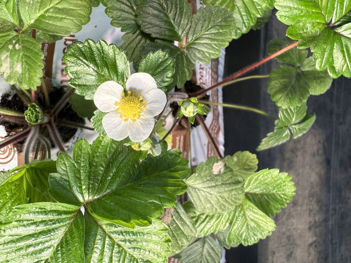 Rocco Pierpaolo Germano tweet media