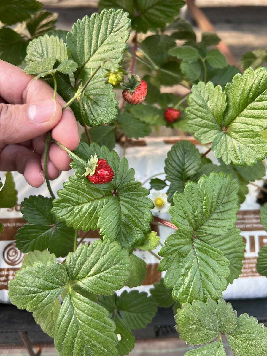 Rocco Pierpaolo Germano tweet media