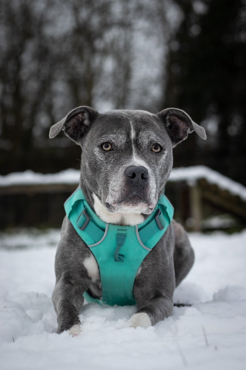AmyJStarr's tweet photo. @currys #bluemonday winning this would make me smile as it’s my 30th birthday in two days! But this is my girl Luna and she never fails to make me smile. https://t.co/GqOBwyibSP