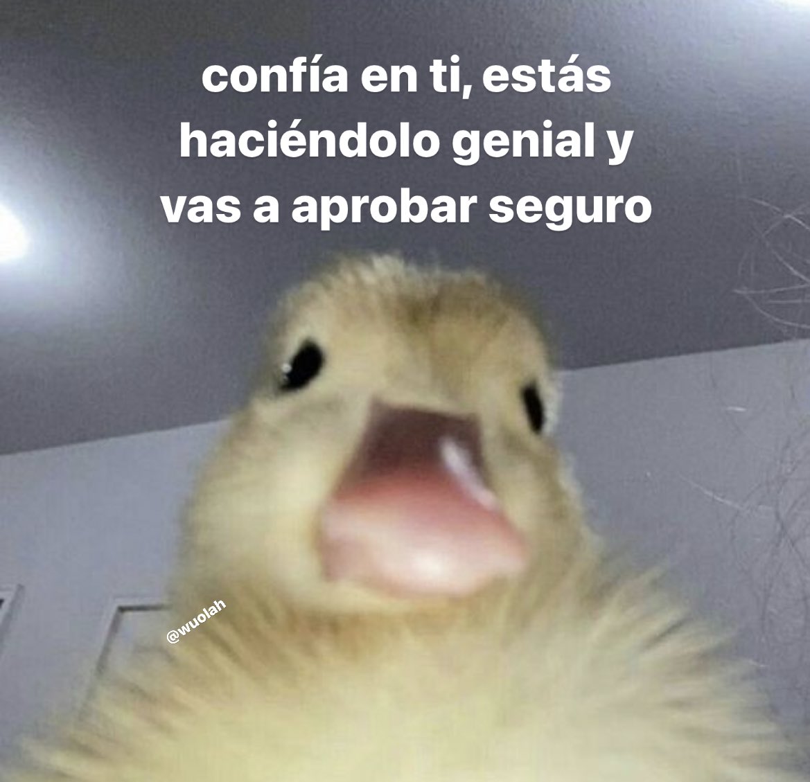 Wuolah's tweet photo. hazle caso al pato https://t.co/rJTSvBa50s