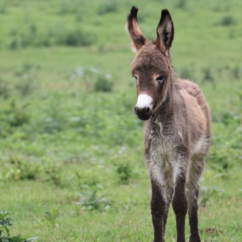TheBrooke's tweet photo. Let's start #BlueMonday right! We hope this gorgeous little donkey foal from Pakistan puts a smile on your face! 🧡 https://t.co/cLYBcuzqg1