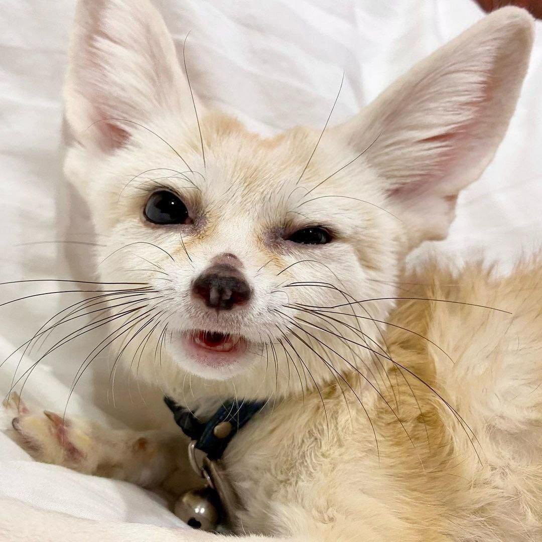 FennecsDaily's tweet photo. https://t.co/Ui8o6lzOot