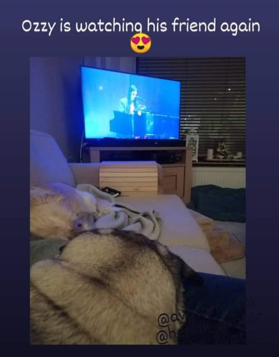 pindanootje's tweet photo. I can't believe our cute little Ozzy, the Pug of Darkness, has been gone for over a year now 💔 He used to love watching videos with @Johannes_Avatar, he was always very intrigued 😊 https://t.co/EsoLKqRnTh
