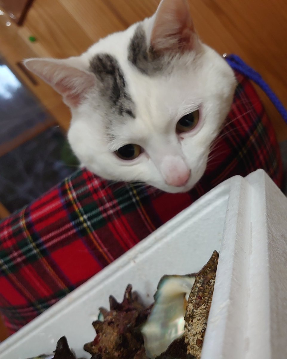 kiyama_jinjya's tweet photo. そして、テンちゃん 未知との遭遇 https://t.co/uhr5ik5hiw