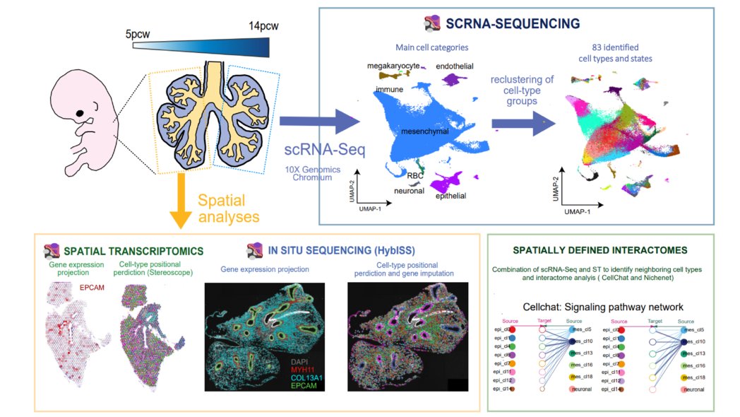 MatsNilssonLab's tweet image. Out in @NatureCellBio!
In collab with Samakovlis lab, @ASountoulidis & @sergiomarco96 built a #spatiotemporal atlas of the human embryonic lung. Novel cell types, differentiation trajectories & interactions identified. Want to know more?
See #Thread 1/N
nature.com/articles/s4155…