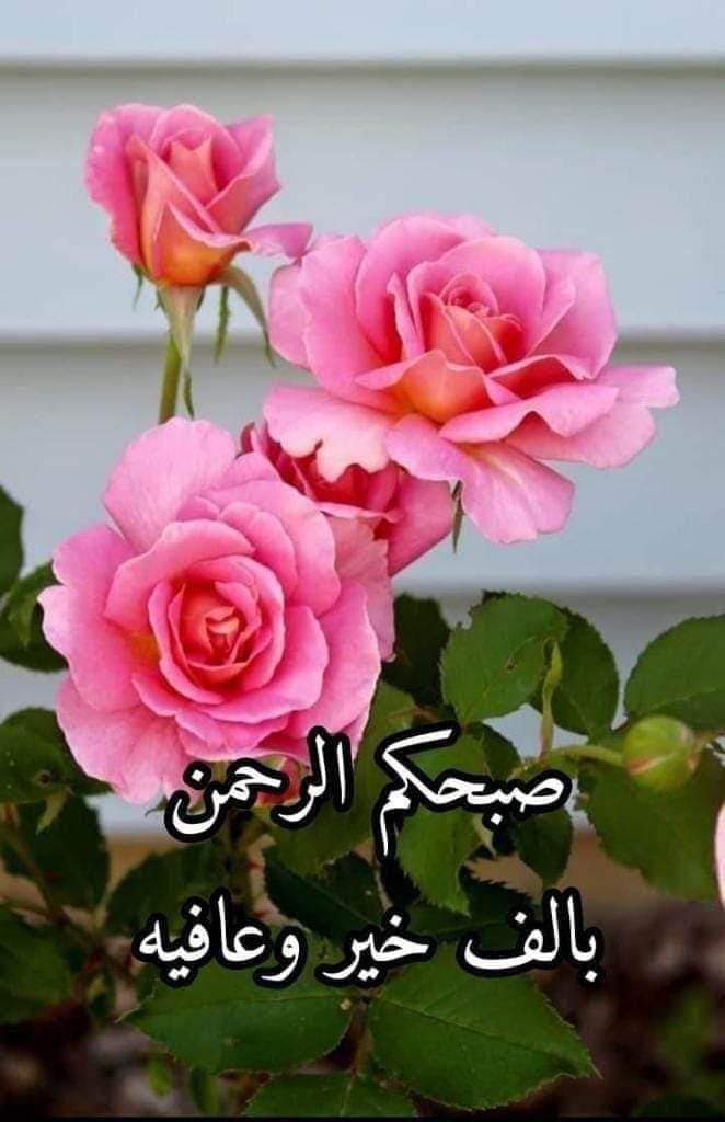 hattab195800's tweet photo. @HaninSalwa3 كيفك ان شاء الله بخير https://t.co/EOozMZUgXp