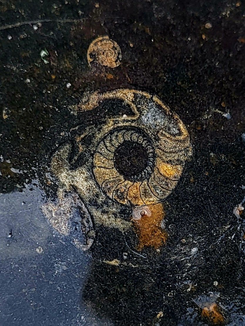 cormac_mcginley's tweet photo. Buried in mud at the bottom of an ancient Sea floor over 300 million years ago - the spiral imprint of this Goniatite shell and its internal features are brought back to daylight thanks to the actions of the "relatively" new Atlantic ocean. 
County Clare, Ireland. https://t.co/u2A3LEtITW