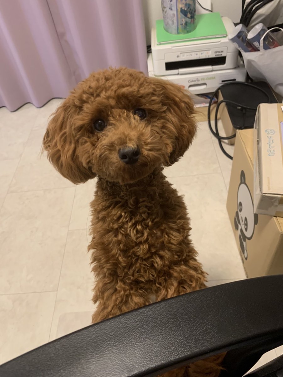 chirolin121's tweet photo. 「まだお仕事終わらない？」

#トイプードル #トイプードル生活 #犬好きさんと繋がりたい #犬のいる生活 #ちろの成長日記 https://t.co/QdLOCCUOsH