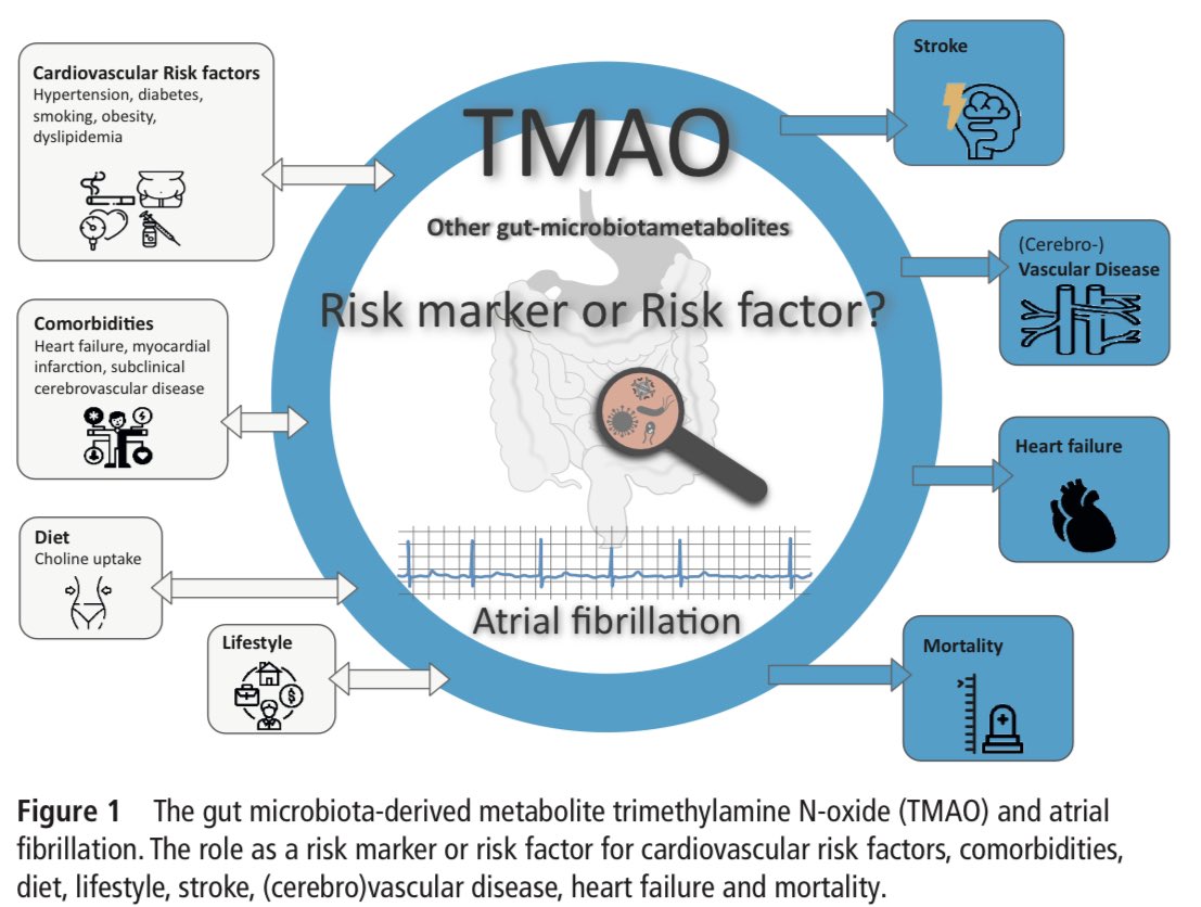 Gut #microbiome derived metabolites in #AFib
Are we dealing with #RiskMarkers or modifiable #RiskFactors? 
<a href="/Dominik_Linz/">Dominik Linz</a> <a href="/CARIMMaastricht/">CARIM</a> <a href="/UKEHamburg/">UKE Hamburg</a> 
#Vorhofflimmern  
#Cardiotwitter 
#health
#stroke
#heart
#symptoms
#strokes
#signagainststroke
bit.ly/3QbAE0I