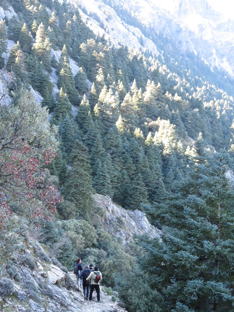 SRR2017's tweet photo. Bosque con magia
#pinsapar
#grazalema https://t.co/2LcOQpJ30Q