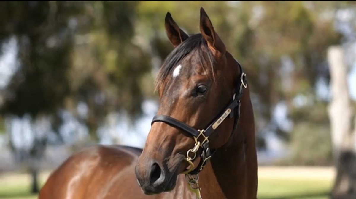 GlenX Lodge (@glenxlodge) on Twitter photo Very happy with my first personal purchase for 2023 from <a href="/TwinHillsStud/">Twin Hills Stud</a> Zousain x Easter Parade colt. Looking forward to producing this handsome boy later in the year for @magicmillions two year old in training sale.
#glenxlodge #breaker #pretrainer #readytorun #2023 #breezeup Very happy with my first personal purchase for 2023 from <a href="/TwinHillsStud/">Twin Hills Stud</a> Zousain x Easter Parade colt. Looking forward to producing this handsome boy later in the year for @magicmillions two year old in training sale.
#glenxlodge #breaker #pretrainer #readytorun #2023 #breezeup