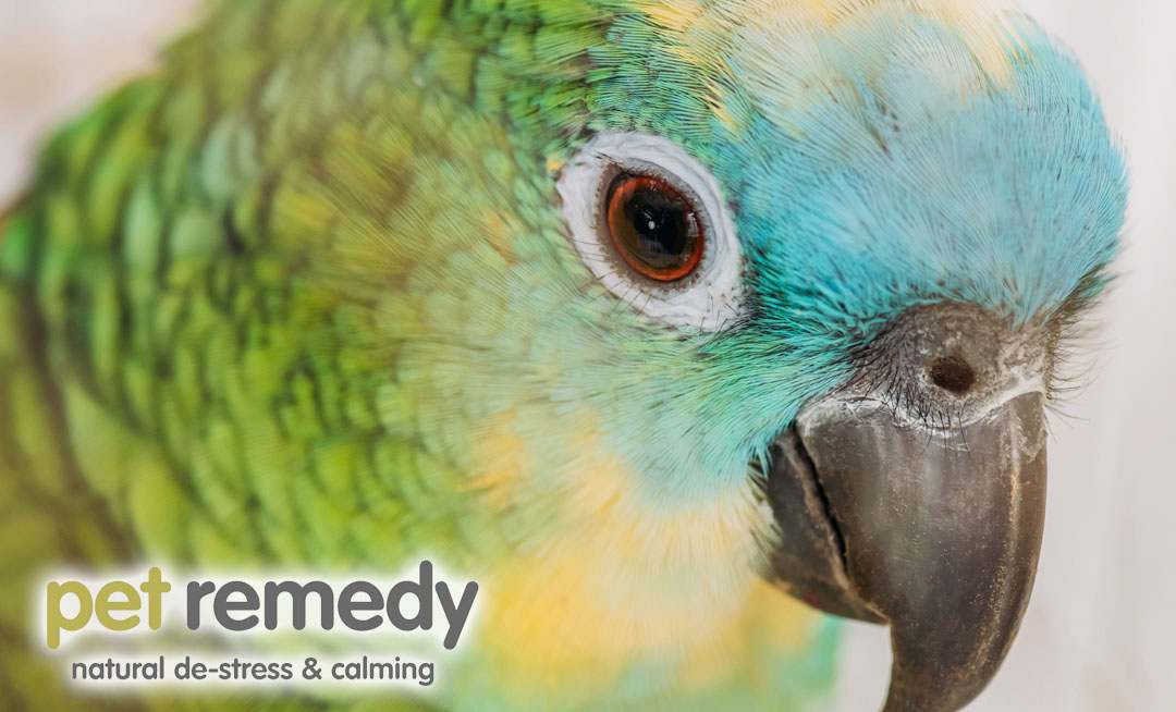 Birds are easily stressed, especially when they're caged. Keep these tips in mind to help keep them calm and happy. petremedy.co.uk/tips-for-calmi… #birdstress #parrots #birdanxiety #petremedy