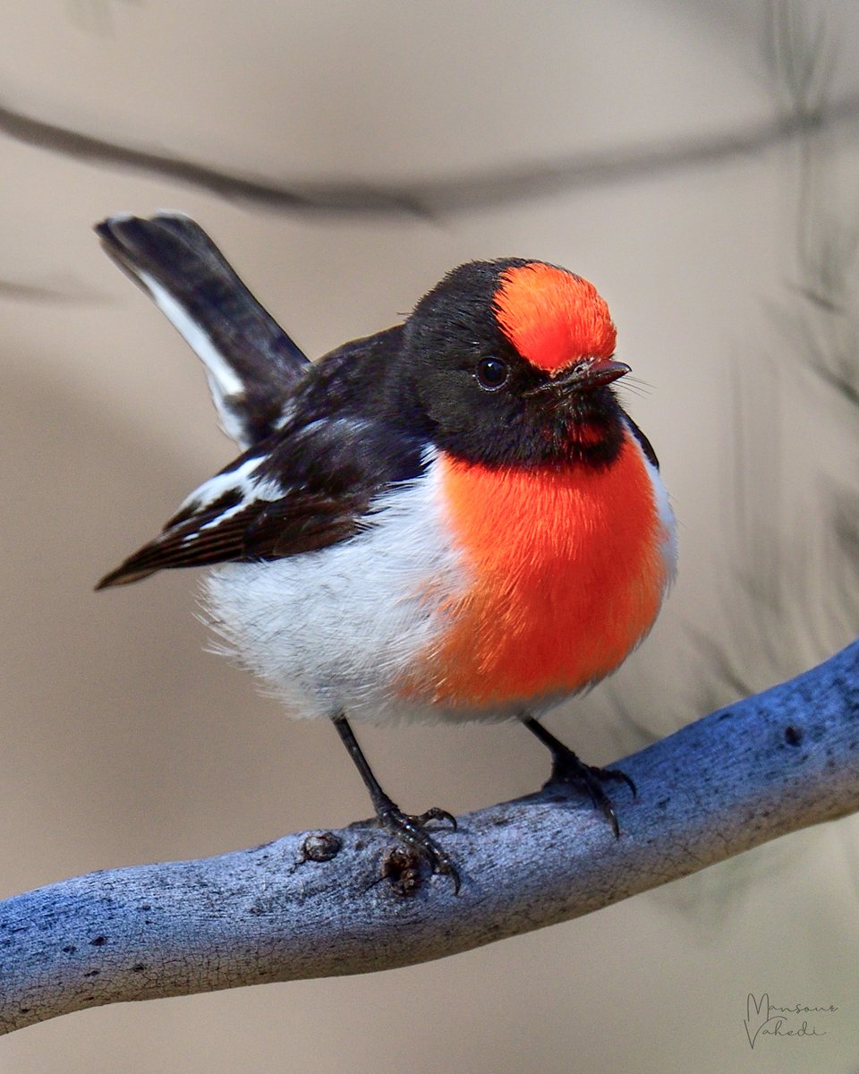 Red-capped Robin 
Cunnamulla, QLD
#redcappedrobin #birdphotos