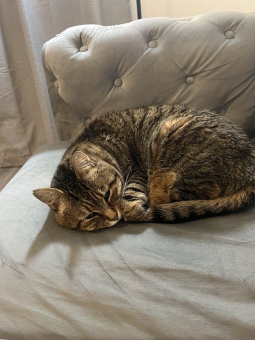 she’s so cute when she’s curled up like this ?? u guys drop ur pet pics https://t.co/WBjr5WuSh0