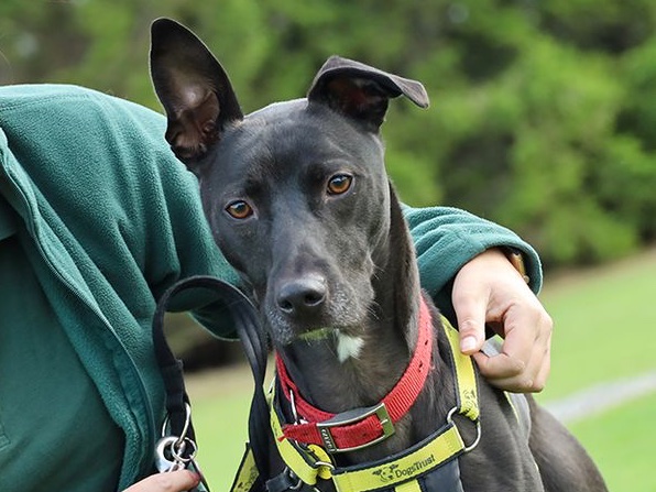 AdoptionsUk's tweet photo. Please retweet to hep Harold find a home #LEEDS #UK 

Aged 4, affectionate Lurcher Cross, looking for an active adult home as the only pet. 

DETAILS or APPLY👇
https://t.co/xiGiMGMWmH………
#dogs #pets #AdoptDontShop https://t.co/KGij6om3Uj