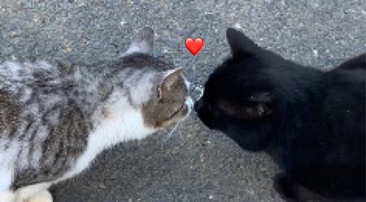YouTubeを更新しました〜！！
kiss/キス
youtu.be/e0a8EZV_66k
#cat #野良猫　#猫　#猫好きさんと繋がりたい
#straycat #猫がいる暮らし