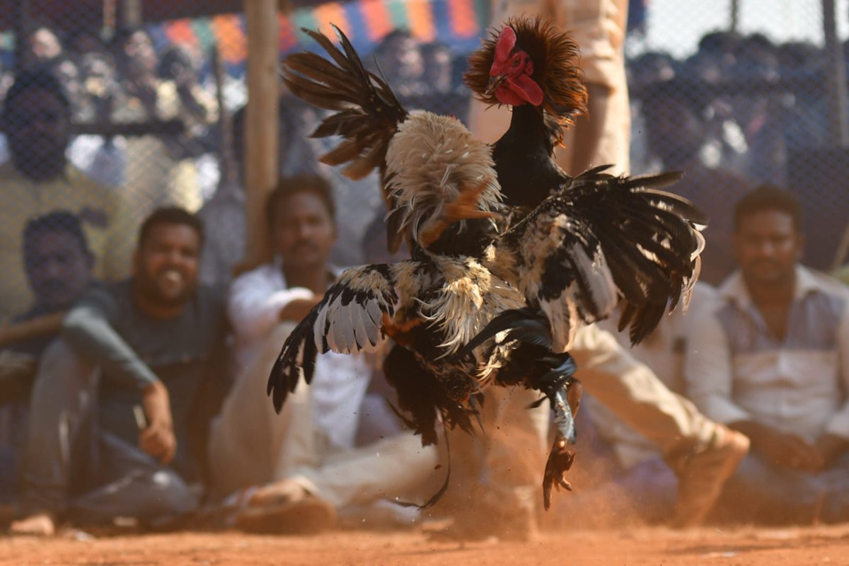 xpressandhra's tweet photo. #Rooster fights organised at the outskirts of #Vijayawada on the occasion of #Sankranti on #Monday. #Expressphotos @prasantmadugula @NewIndianXpress @Kalyan_TNIE https://t.co/a8RZhYvCe7